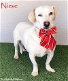 adoptable Dog in  named Nieve