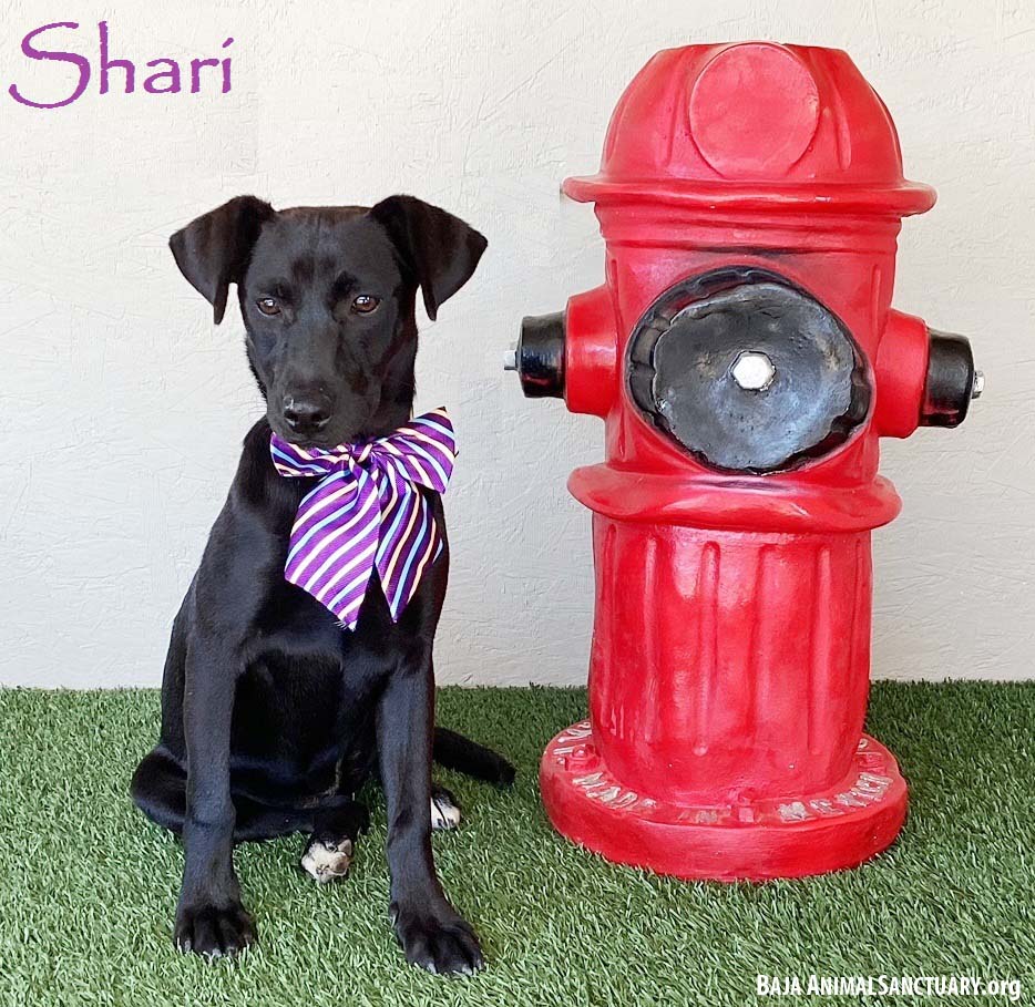 adoptable Dog in San Diego, CA named Shari