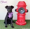 adoptable Dog in  named Shari