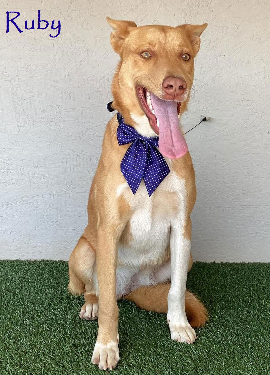 adoptable Dog in San Diego, CA named Ruby