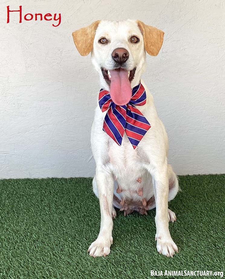 adoptable Dog in San Diego, CA named Honey