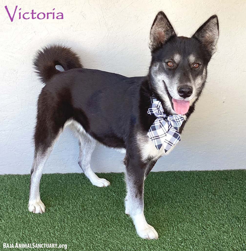 adoptable Dog in San Diego, CA named Victoria