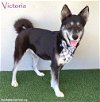 adoptable Dog in  named Victoria