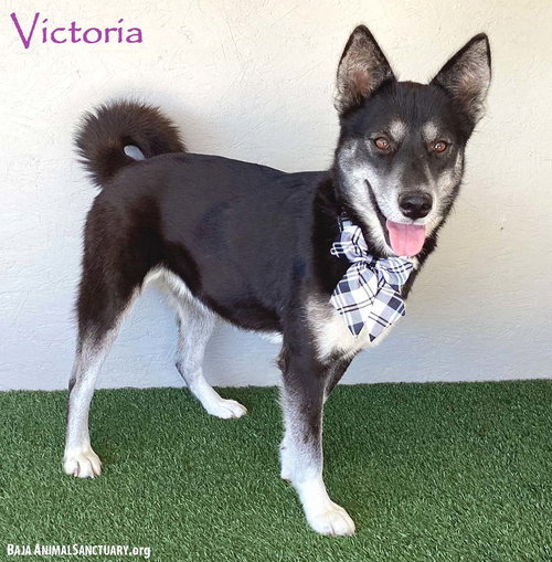 VICTORIA - Husky available for adoption