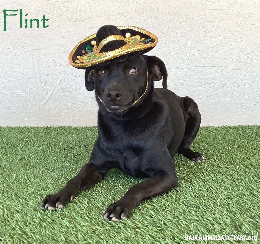 adoptable Dog in San Diego, CA named Flint