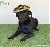 adoptable Dog in  named Flint