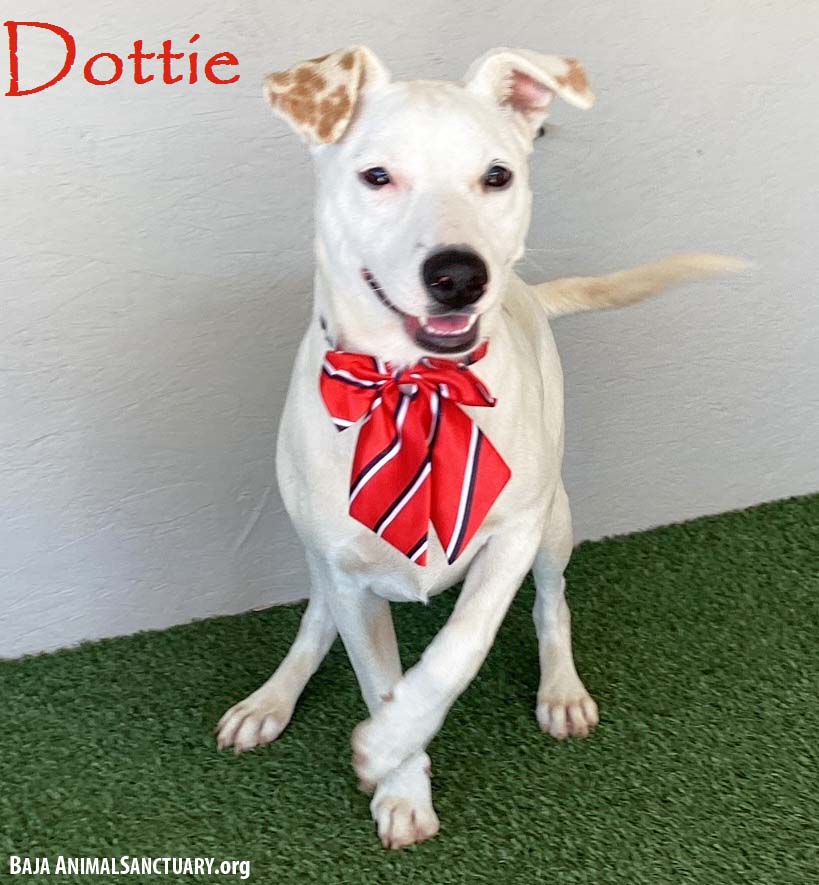 adoptable Dog in San Diego, CA named Dottie