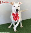 adoptable Dog in  named Dottie