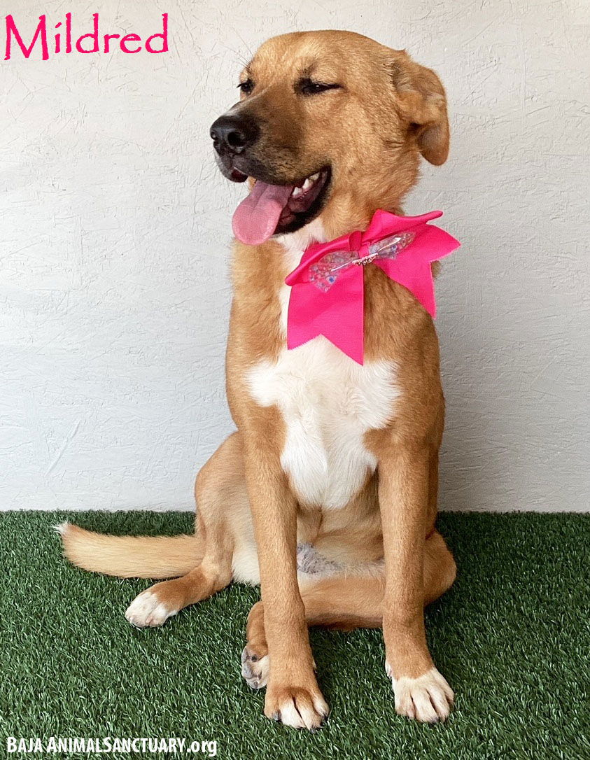 adoptable Dog in San Diego, CA named Mildred