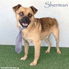 adoptable Dog in  named Sherman