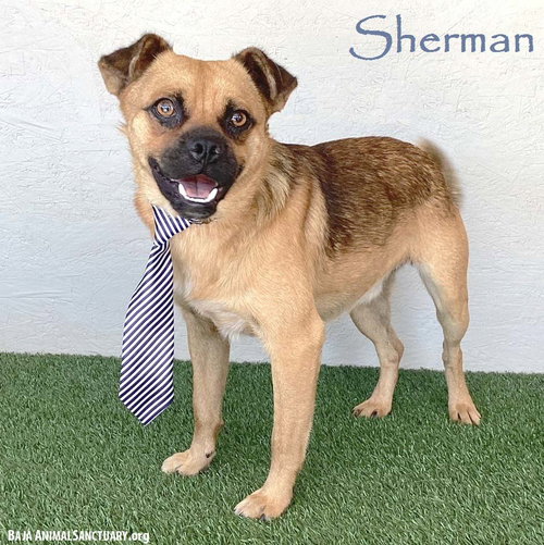 SHERMAN - Brussels Griffon / Pug available for adoption