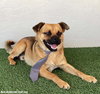 Sherman - Photo 2