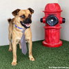 Sherman - Photo 3