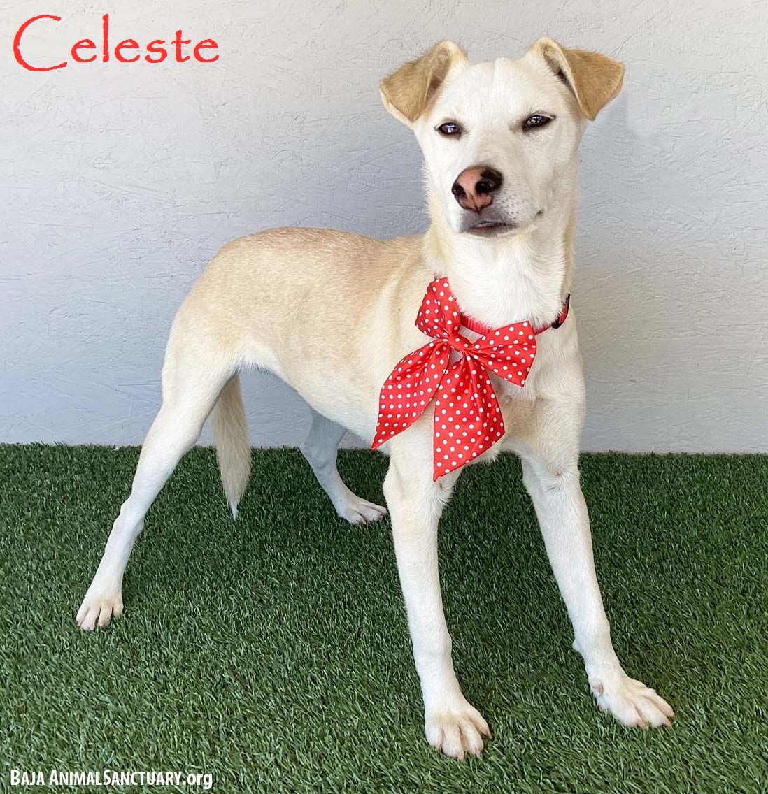 adoptable Dog in San Diego, CA named Celeste