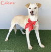 adoptable Dog in  named Celeste