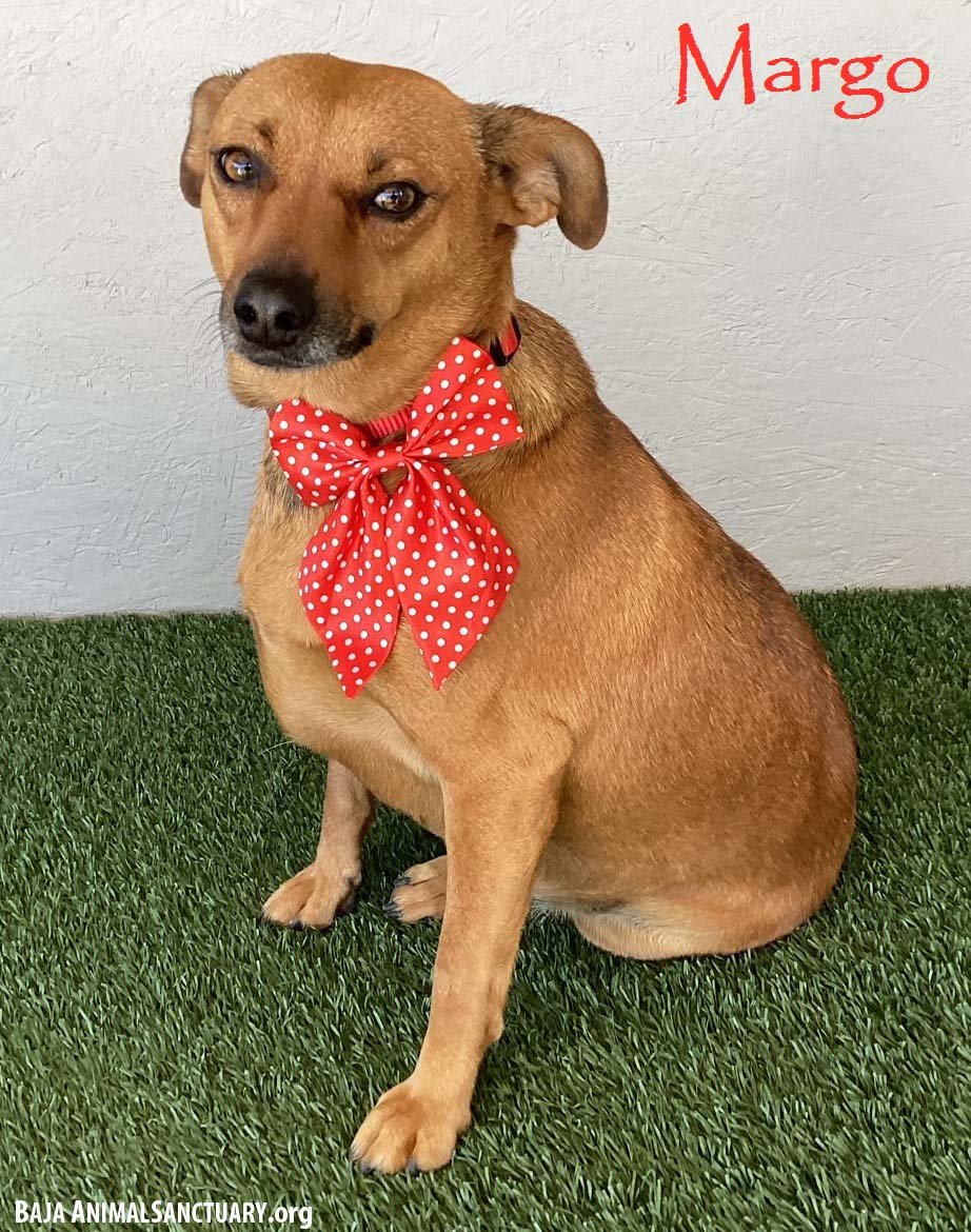 adoptable Dog in San Diego, CA named Margo