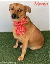 adoptable Dog in  named Margo