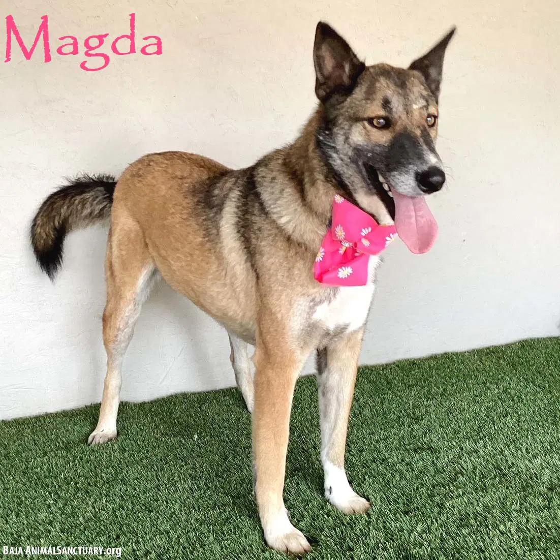 Magda - German Shepherd Dog