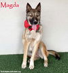 adoptable Dog in San Diego, CA named Magda