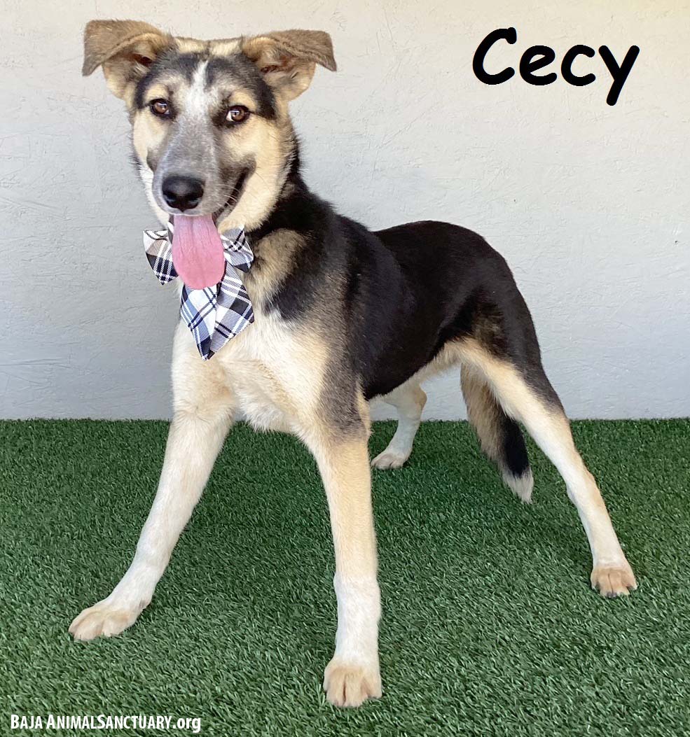 adoptable Dog in San Diego, CA named Cecy