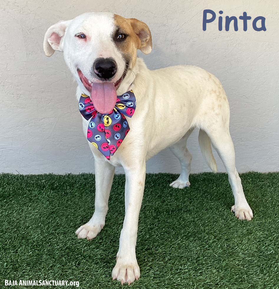 adoptable Dog in San Diego, CA named Pinta