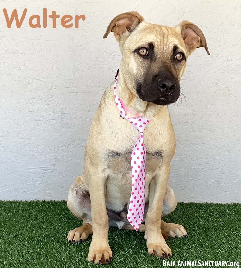 adoptable Dog in San Diego, CA named Walter