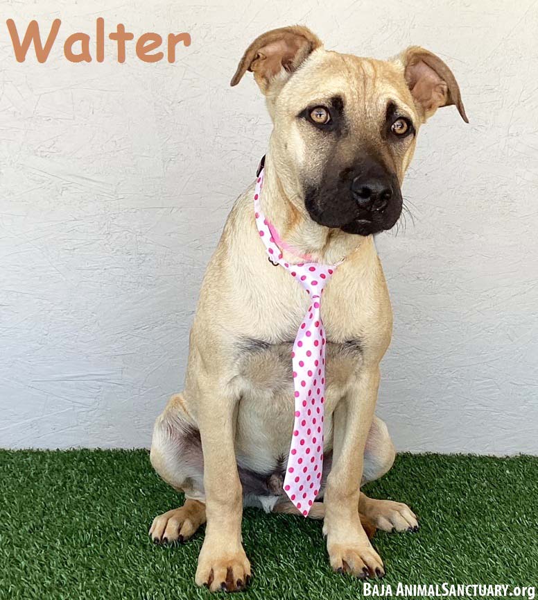 adoptable Dog in San Diego, CA named Walter