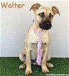 adoptable Dog in  named Walter