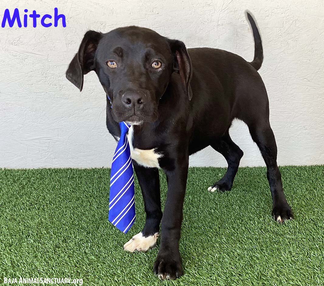 adoptable Dog in San Diego, CA named Mitch