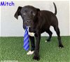 adoptable Dog in  named Mitch