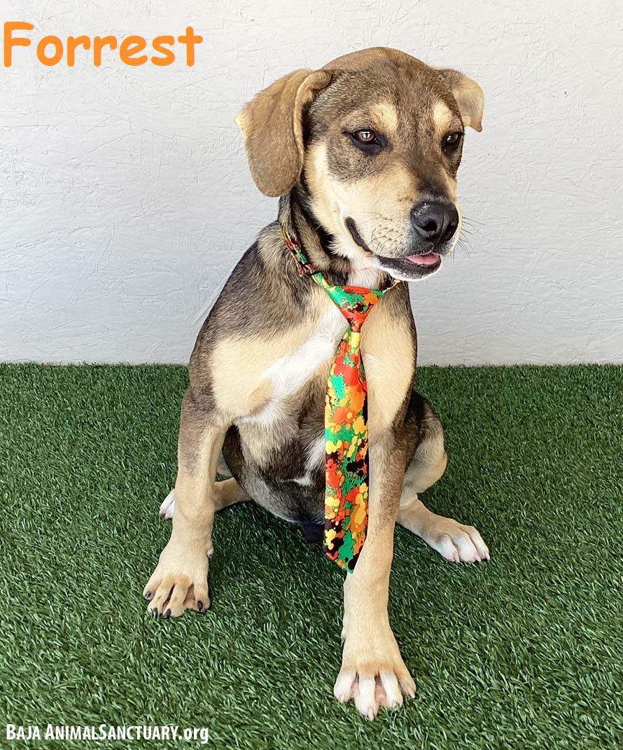 adoptable Dog in San Diego, CA named Forrest
