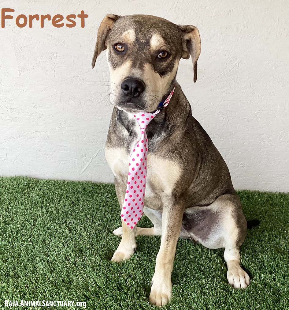 adoptable Dog in San Diego, CA named Forrest