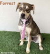 adoptable Dog in  named Forrest