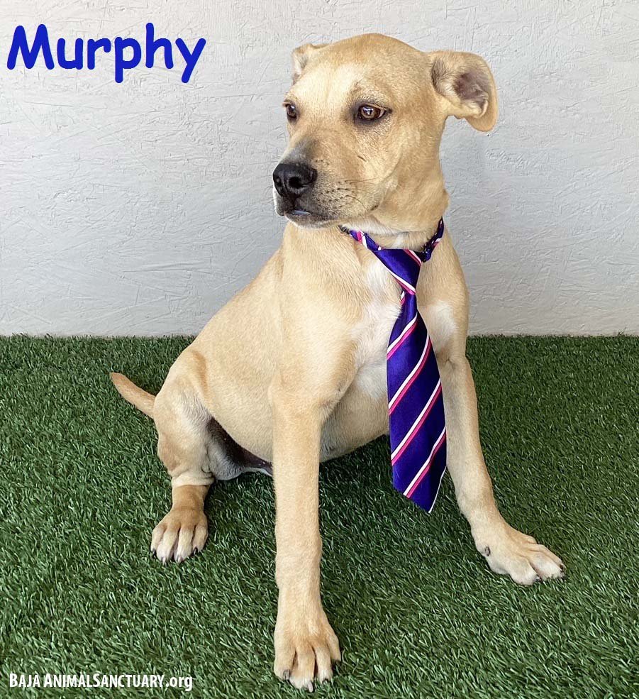 adoptable Dog in San Diego, CA named Murphy