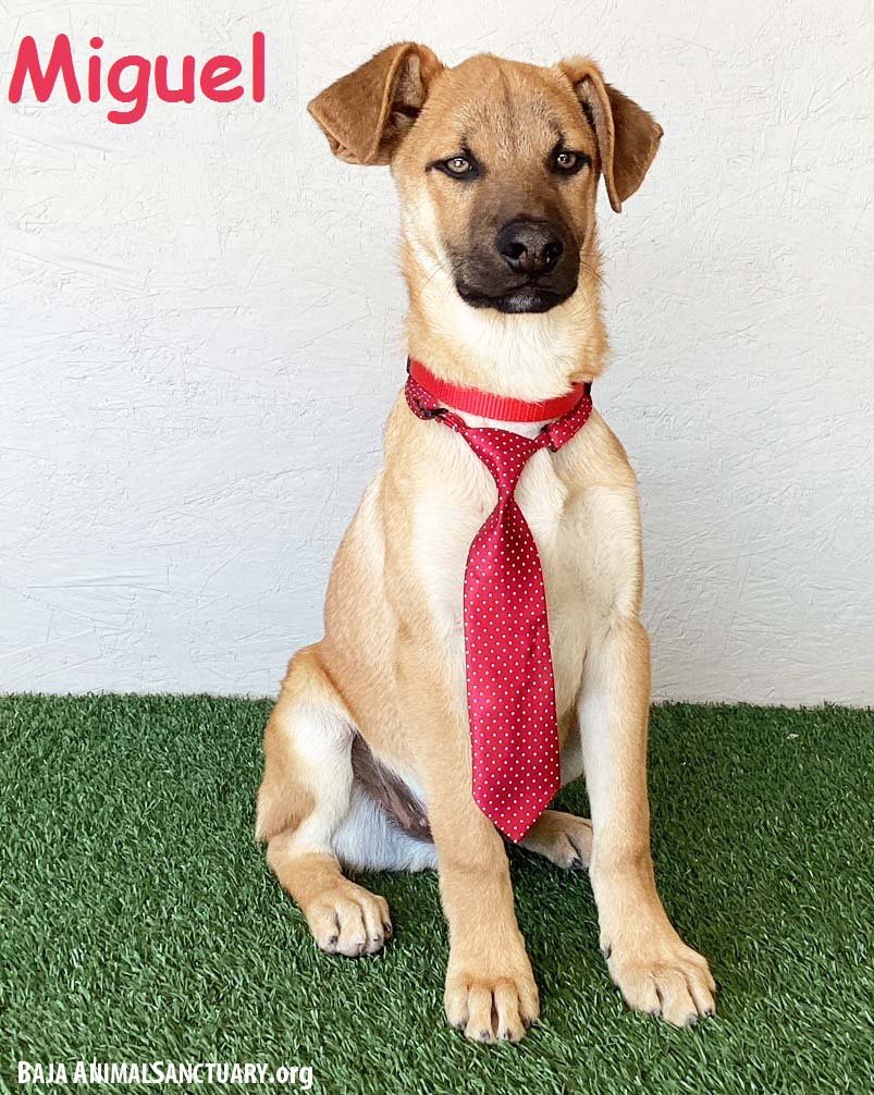 adoptable Dog in San Diego, CA named Miguel