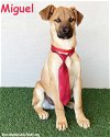 adoptable Dog in  named Miguel