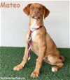 adoptable Dog in  named Mateo