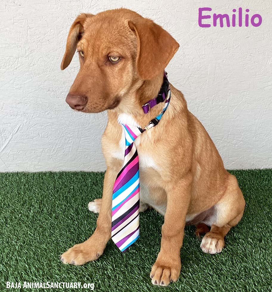 adoptable Dog in San Diego, CA named Emilio