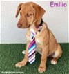 adoptable Dog in  named Emilio