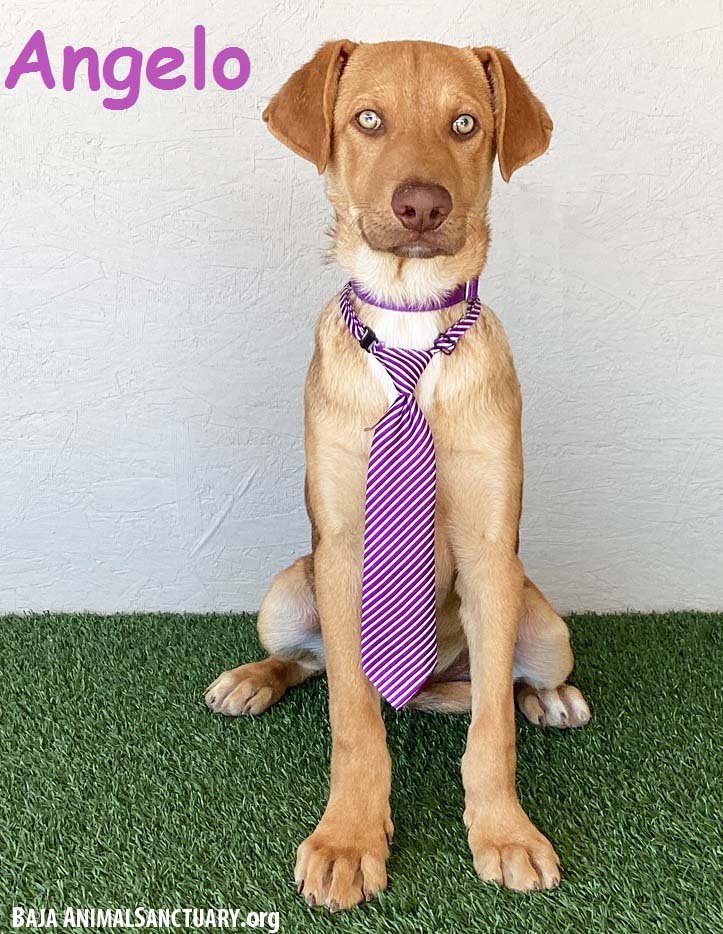 adoptable Dog in San Diego, CA named Angelo