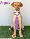 adoptable Dog in  named Angelo