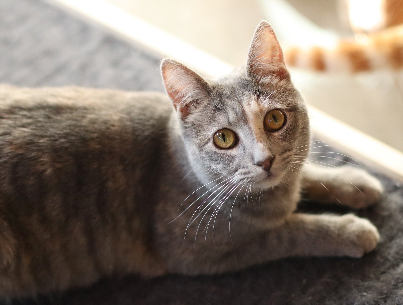 adoptable Cat in Vista, CA named Heather