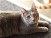 adoptable Cat in vista, CA named Heather