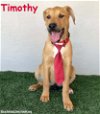 adoptable Dog in  named Timothy