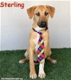adoptable Dog in  named Sterling