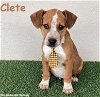 adoptable Dog in  named Clete