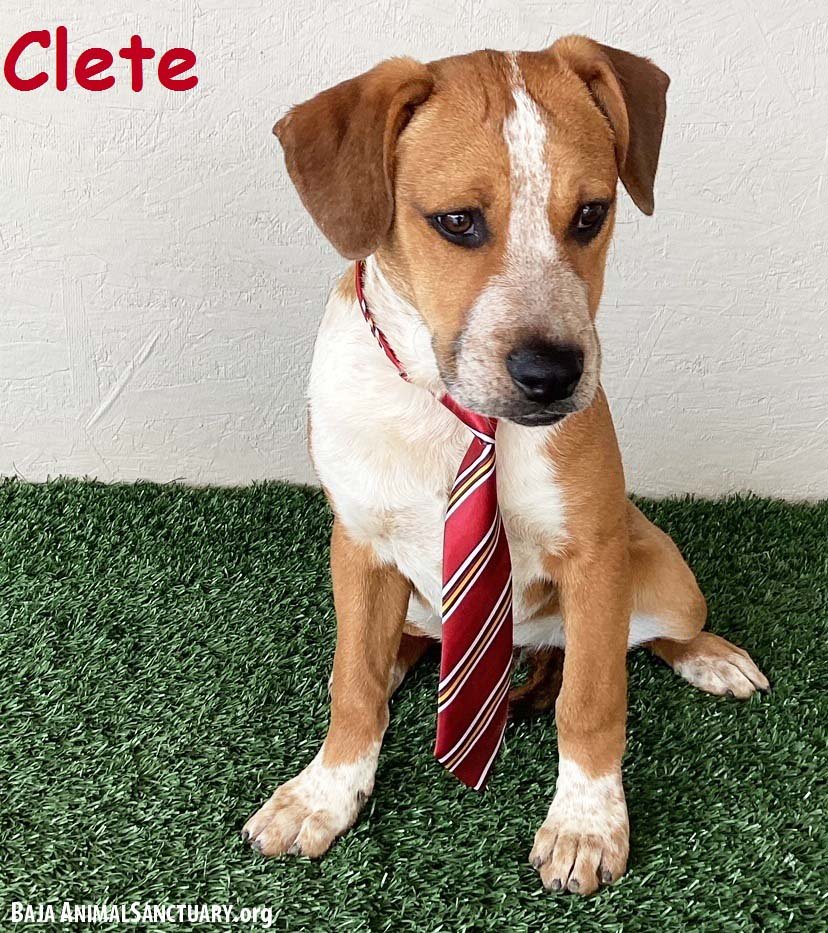 adoptable Dog in San Diego, CA named Clete