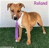 adoptable Dog in  named Roland