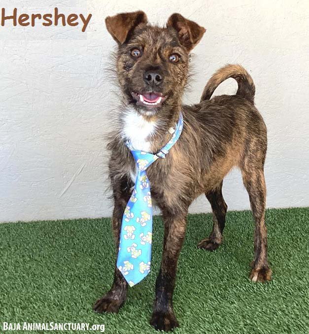 adoptable Dog in San Diego, CA named Hershey