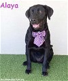 adoptable Dog in  named Alaya